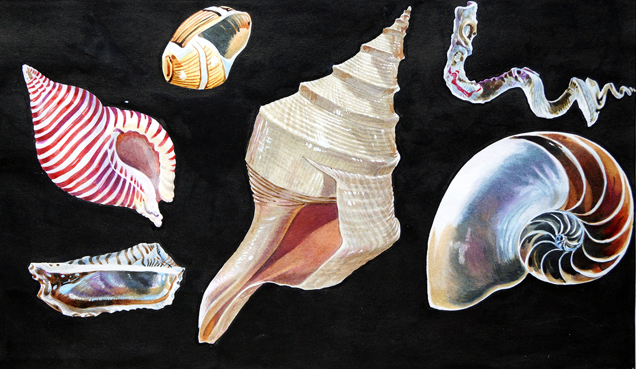 All Sorts of Sea Shells B (Original) art by Animals at The Illustration Art Gallery