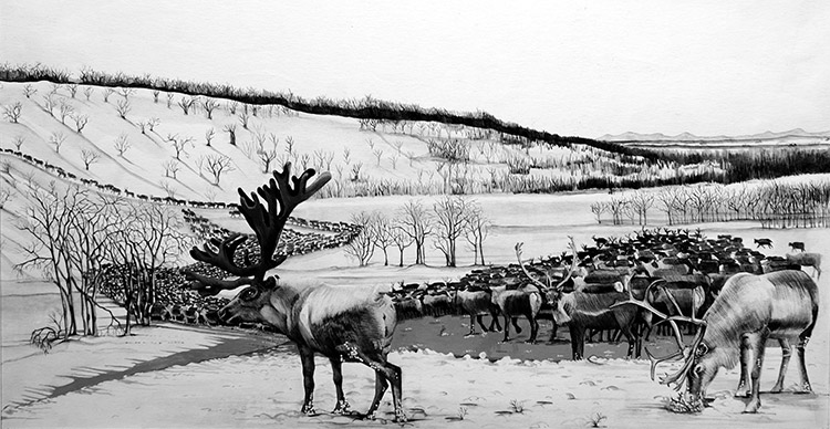 A White Wilderness (Original) by Susan Neale at The Illustration Art Gallery