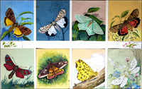 All Kinds of Moths (Original)