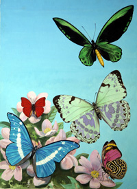 Butterflies - High-Flying Beauties (Original) (Signed)