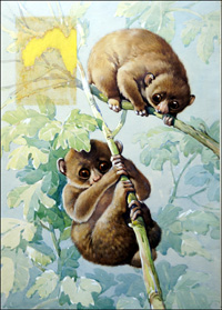Baby Lemurs (Original)