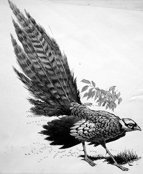 Pheasant (Original) by Ken Denham at The Illustration Art Gallery