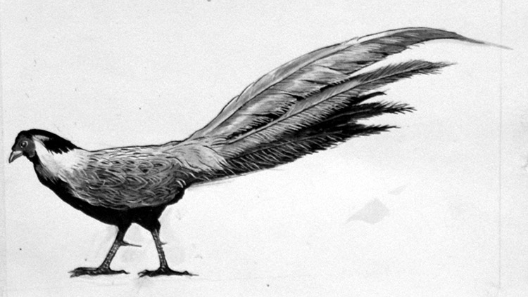The Silver Pheasant (Original) by Ken Denham at The Illustration Art Gallery