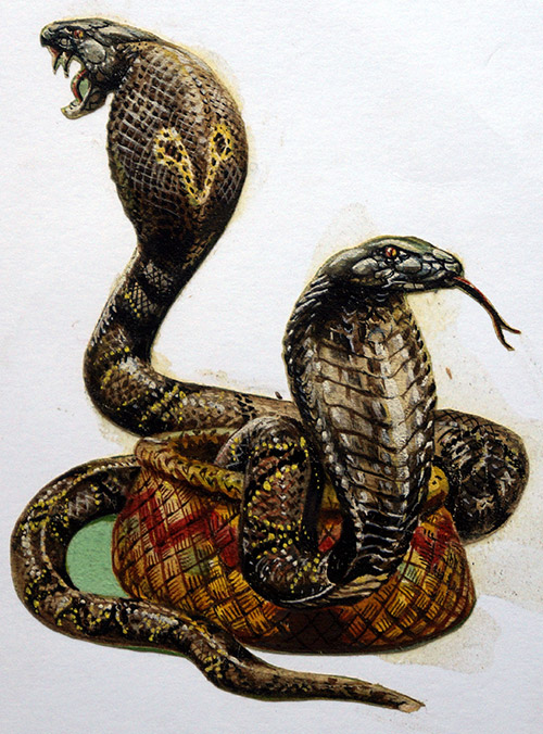 King Cobra (Original) by Harry Green Art at The Illustration Art Gallery