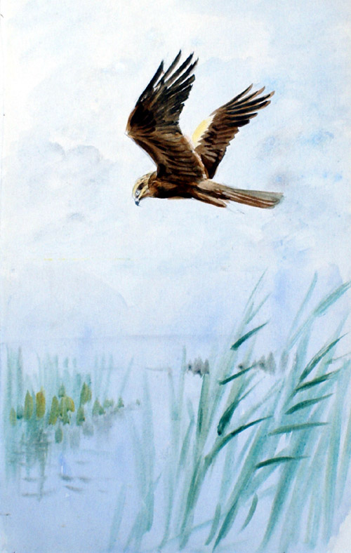 Marsh Harrier (Original) by Roland Green at The Illustration Art Gallery