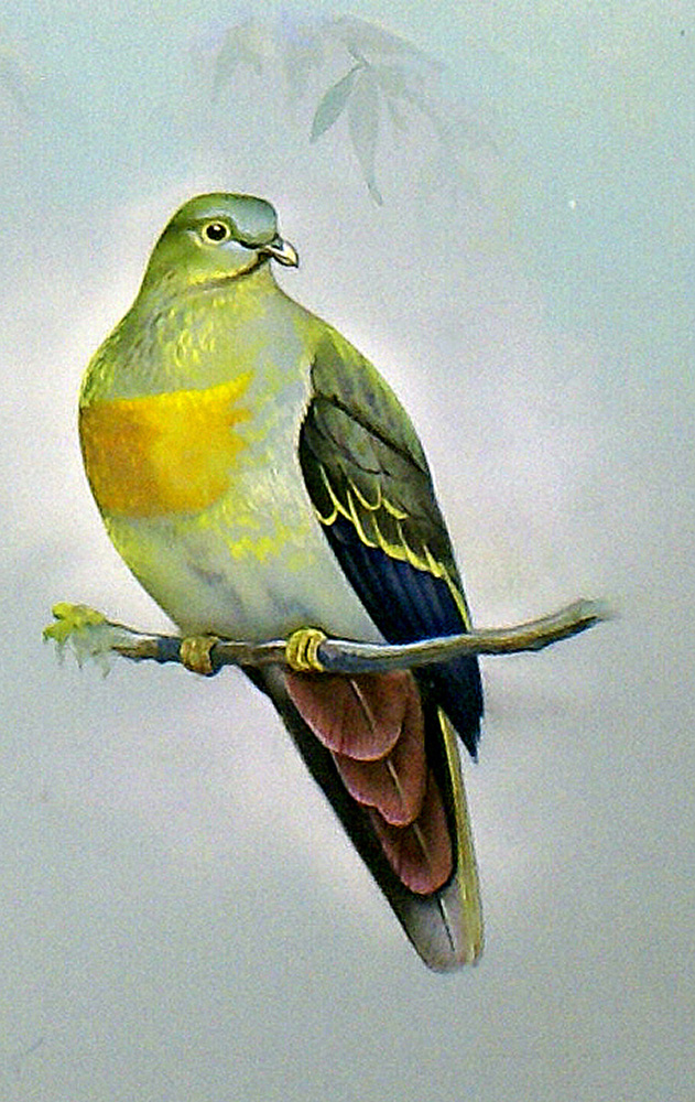 Large Green Pigeon (Malay Peninsula) (Original) art by Bert Illoss Art at The Illustration Art Gallery