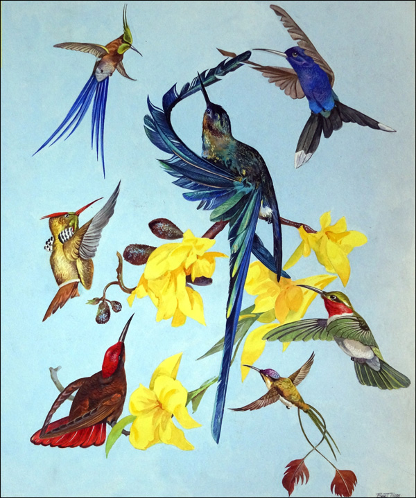 All Sorts of Humming Birds (Original) (Signed) by Bert Illoss Art at The Illustration Art Gallery