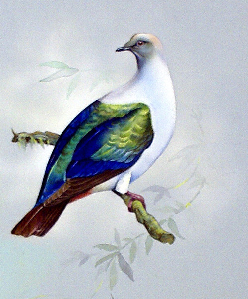 Imperial Fruit Pigeon (East Indies) (Original) by Bert Illoss Art at The Illustration Art Gallery