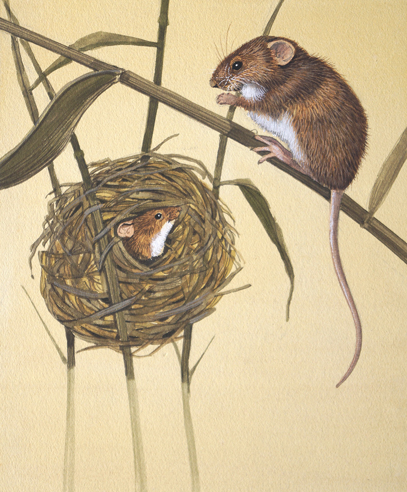 Harvest Mice (Original) art by Kenneth Lilly Art at The Illustration Art Gallery