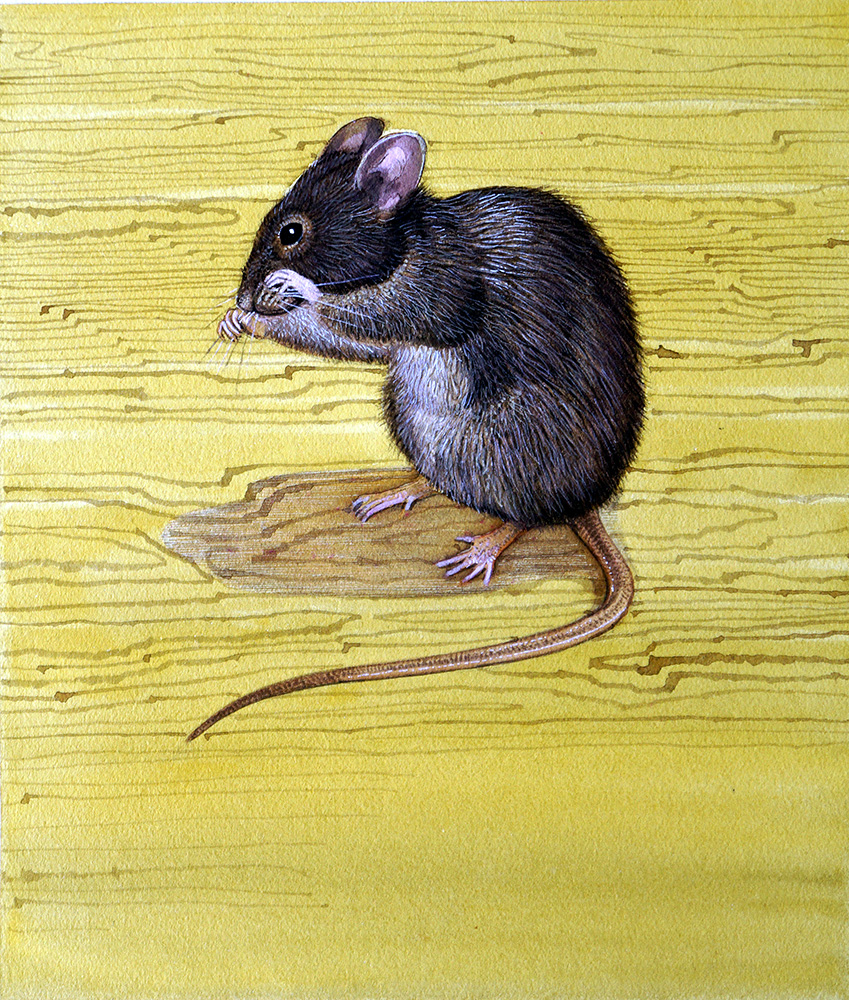 House Mouse (Original) art by Kenneth Lilly Art at The Illustration Art Gallery
