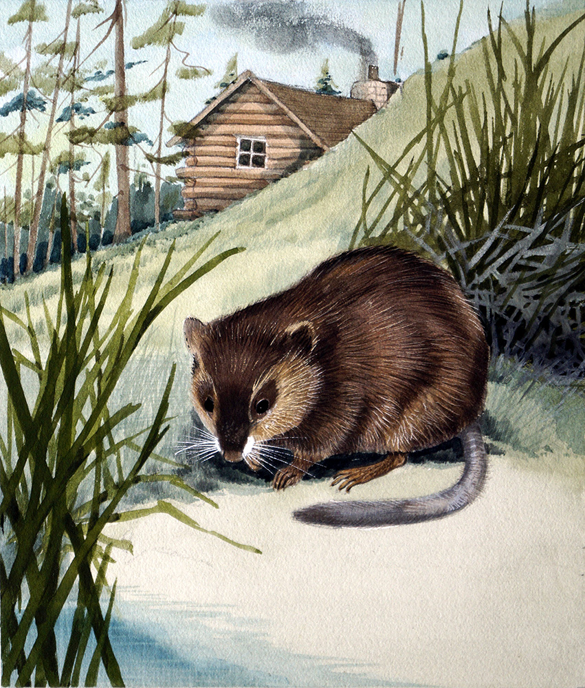 Musk-Rat (Original) art by Kenneth Lilly Art at The Illustration Art Gallery