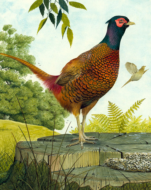 Cock Pheasant (Original) by Kenneth Lilly Art at The Illustration Art Gallery