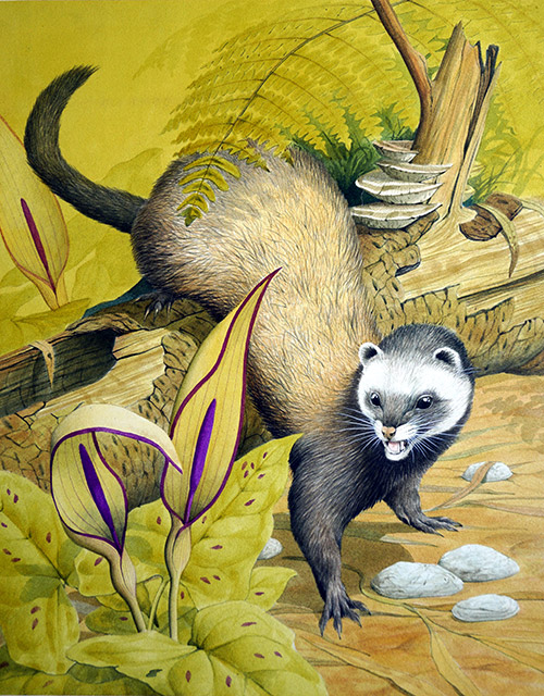 Polecat (Original) by Kenneth Lilly Art at The Illustration Art Gallery