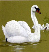 The Ugly Duckling (7) (Original)