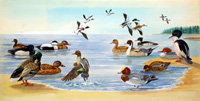 Nature Scene with Ducks (Original)