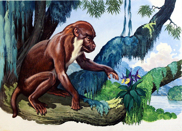 Aegyptopithecus (Original) by Bernard Long Art at The Illustration Art Gallery
