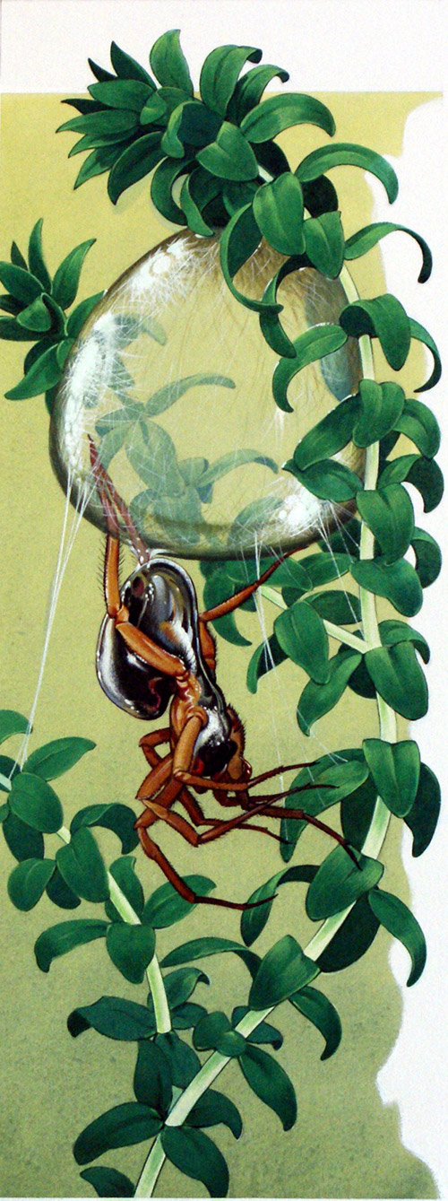 Water Spider (Original) by Bernard Long Art at The Illustration Art Gallery