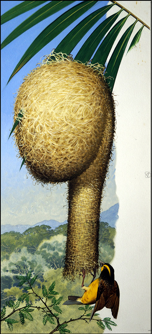 The Weaver Bird (Original) by Bernard Long Art at The Illustration Art Gallery