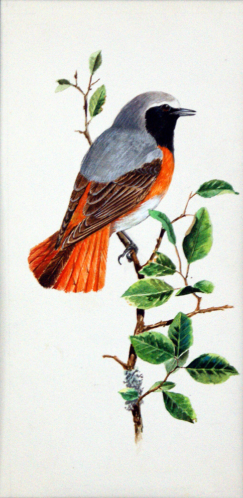 Redstart (Original) (Signed) art by Ian McIntosh Art at The Illustration Art Gallery