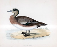 American Wigeon - hand coloured lithograph 1891 (Print)