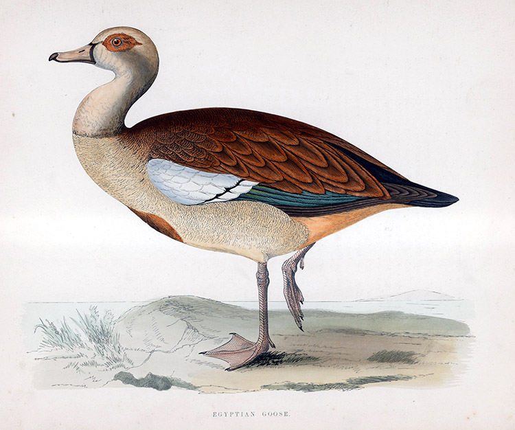 Egyptian Goose - hand coloured lithograph 1891 (Print) by Beverley R Morris Art at The Illustration Art Gallery