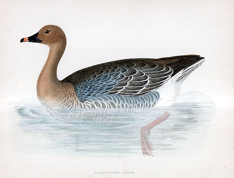 Pink Footed Goose - hand coloured lithograph 1891 (Print) by Beverley R Morris Art at The Illustration Art Gallery