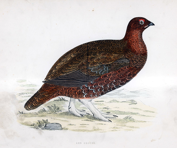 Red Grouse - hand coloured lithograph 1891 (Print) by Beverley R Morris Art at The Illustration Art Gallery