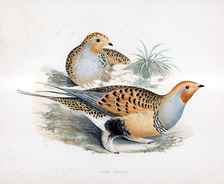 Sand Grouse - hand coloured lithograph 1891 (Print) by Beverley R Morris Art at The Illustration Art Gallery