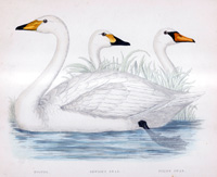 Bewick's Swan - hand coloured lithograph 1891 (Print)