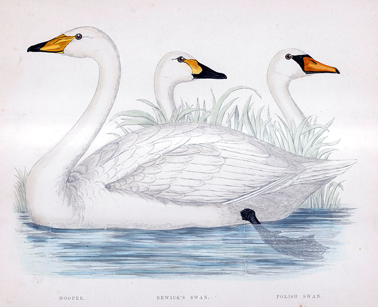 Bewick's Swan - hand coloured lithograph 1891 (Print) by Beverley R Morris Art at The Illustration Art Gallery