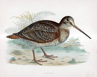 Woodcock - hand coloured lithograph 1891 (Print)