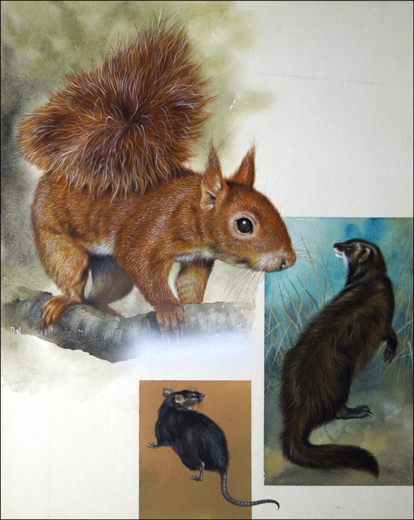 Rare Animals of Britain (Original) (Signed) by David Nockels Art at The Illustration Art Gallery