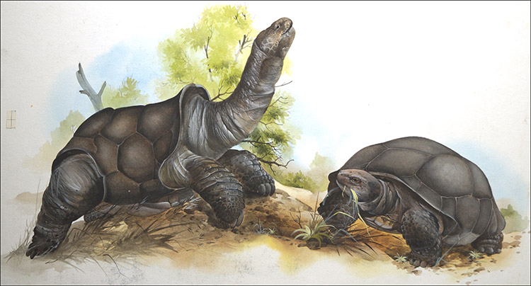 Galpagos Tortoises (Original) by David Nockels Art at The Illustration Art Gallery