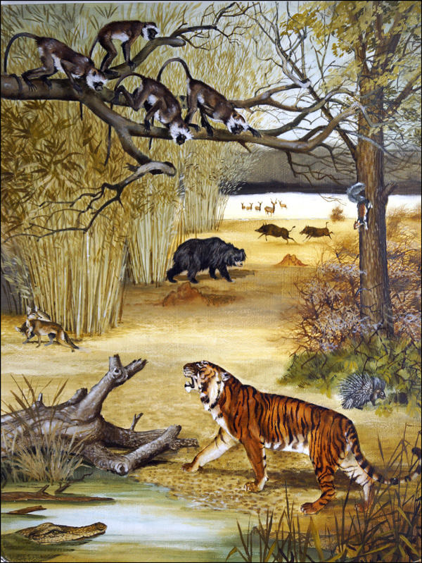 Animals of India (Original) by Arthur Oxenham Art at The Illustration Art Gallery
