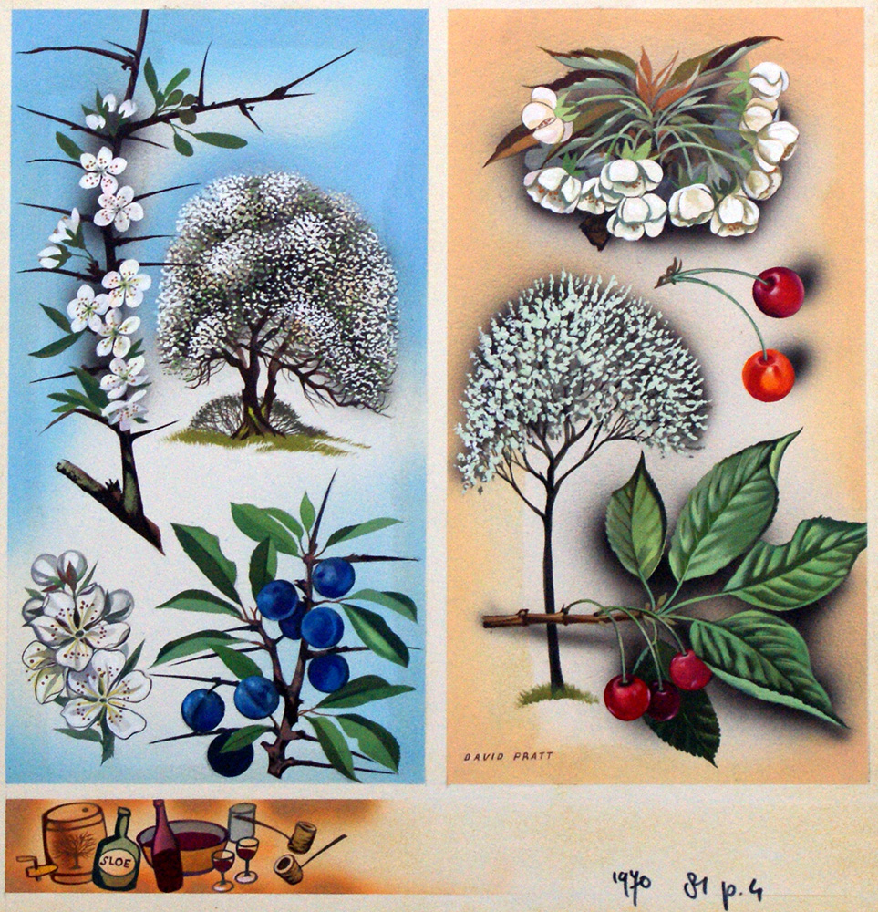 Wild Fruit Trees Blackthorn & Wild Cherry (Original) (Signed) art by David Pratt at The Illustration Art Gallery