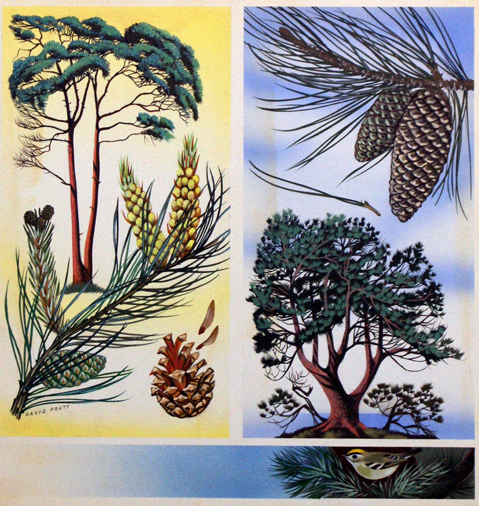 Scots Pine & Maritime Pine (Original) (Signed) art by David Pratt Art at The Illustration Art Gallery