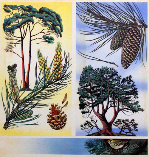 Scots Pine & Maritime Pine (Original) (Signed) by David Pratt at The Illustration Art Gallery