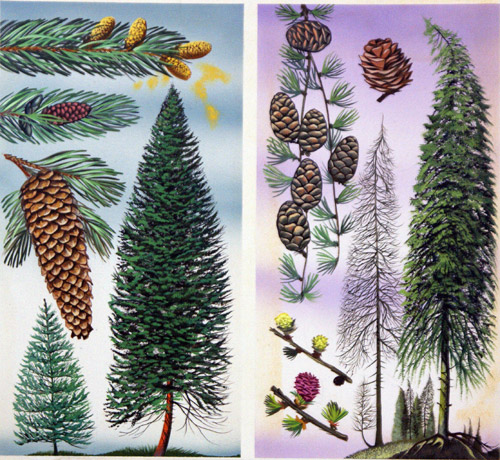 Douglas Fir and Scots Pine (Original) by David Pratt at The Illustration Art Gallery