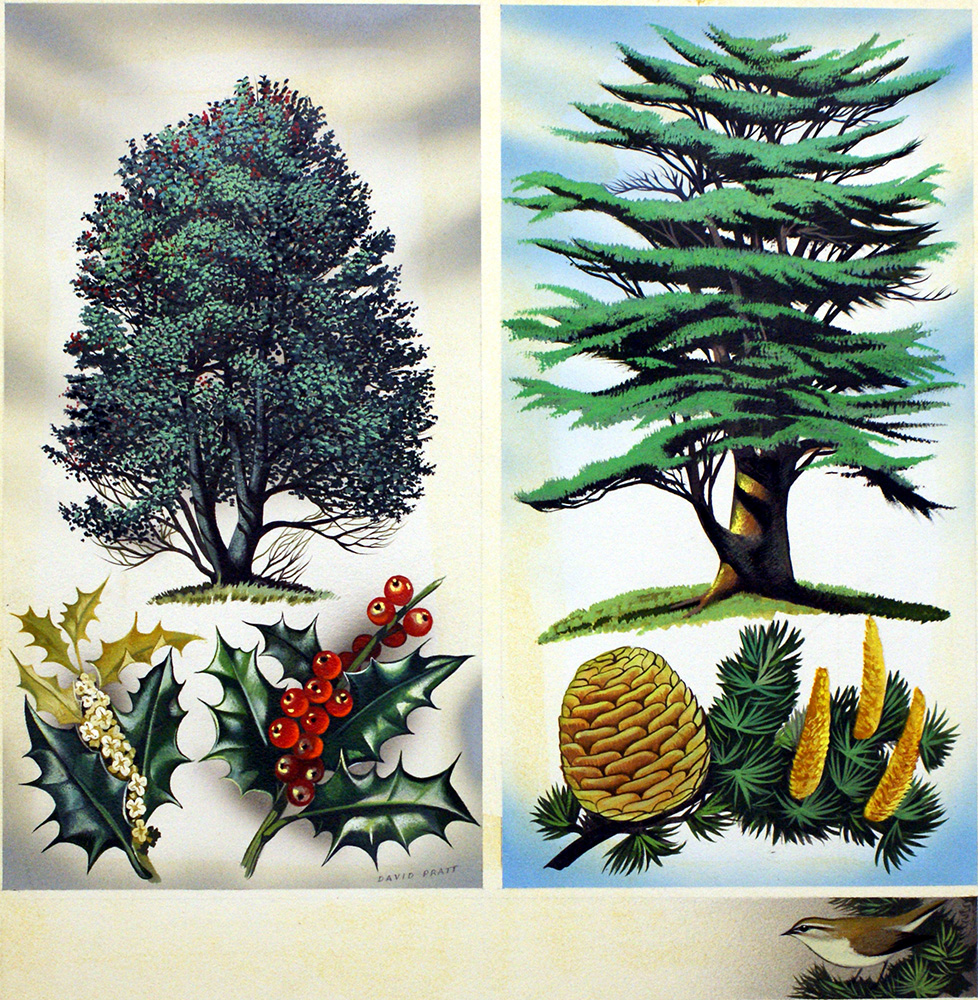 Trees You Can See: Holly Tree and Cedar (Original) (Signed) art by David Pratt at The Illustration Art Gallery