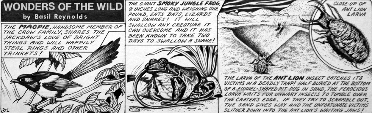 Wonders of the Wild - Smoky Jungle Frog (Original) art by Basil Reynolds Art at The Illustration Art Gallery