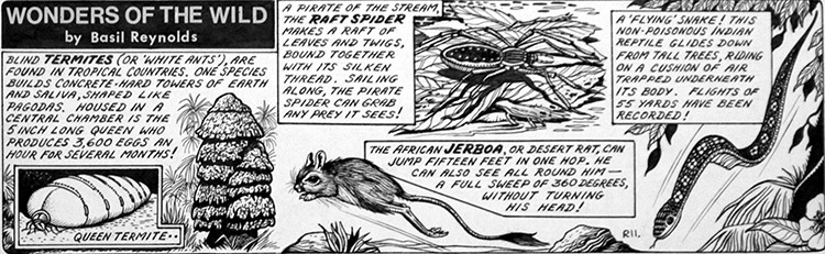 Wonders of the Wild - Flying Snake (Original) by Basil Reynolds at The Illustration Art Gallery