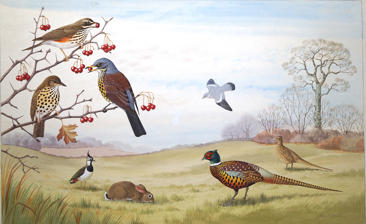 Wildlife in an English Meadow (Original) (Signed) art by John Rignall Art at The Illustration Art Gallery