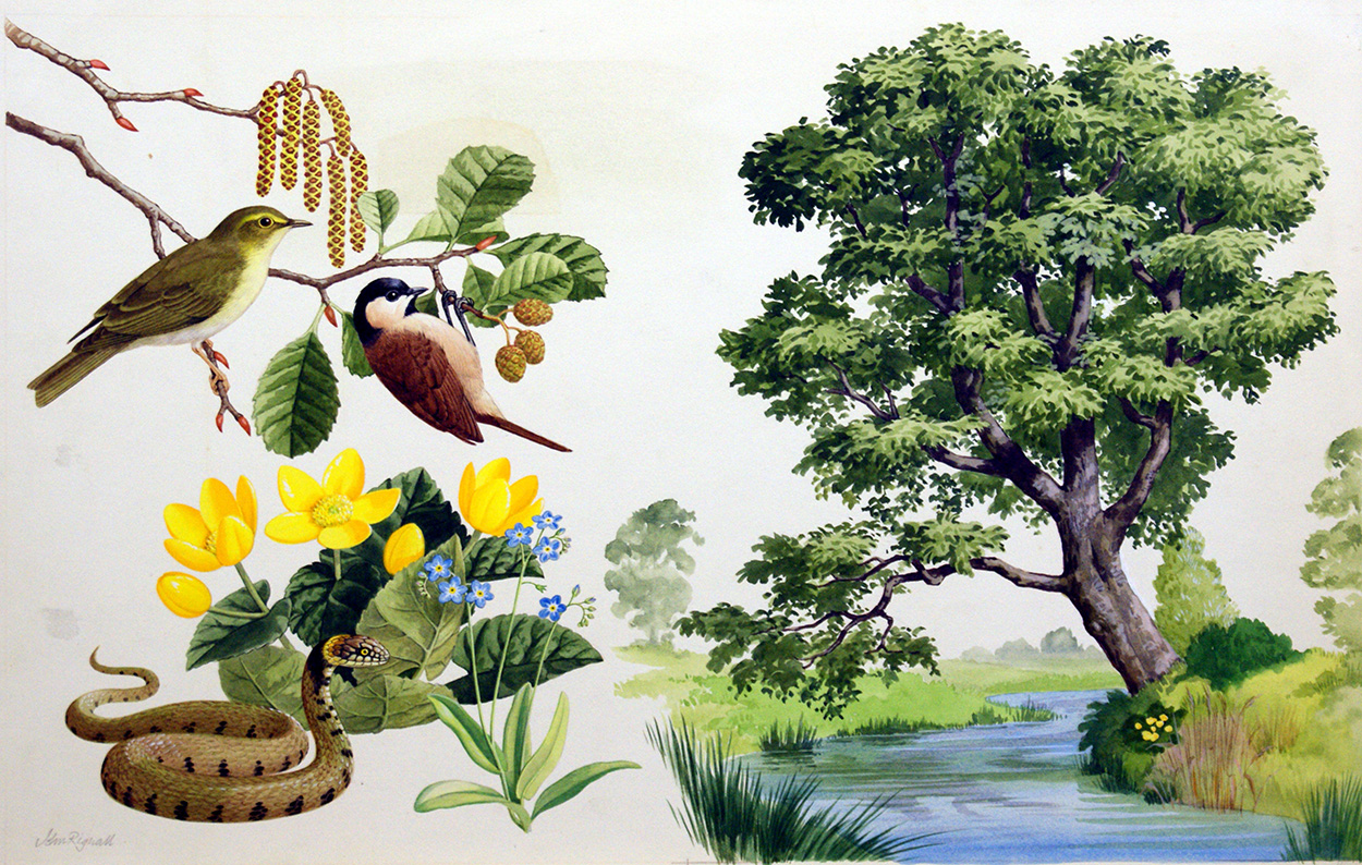 The Alder Tree (Original) (Signed) art by John Rignall Art at The Illustration Art Gallery