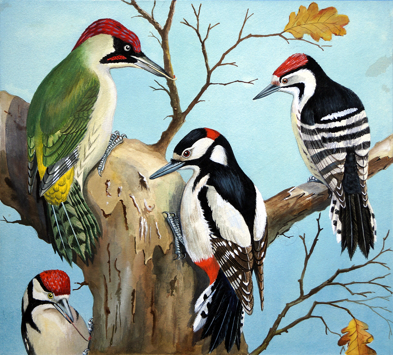 Four Woodpeckers (Original) art by John Rignall Art at The Illustration Art Gallery