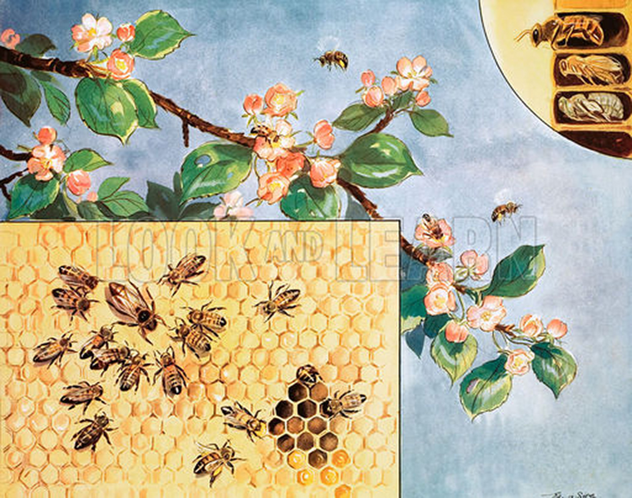 Peggy visits the bees (Original Macmillan Poster) (Print) art by Eileen Soper at The Illustration Art Gallery