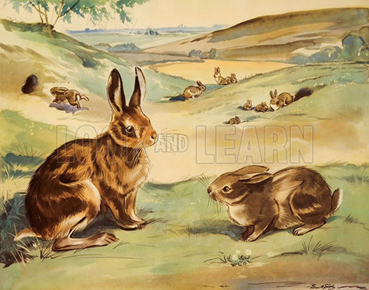Wofflly the rabbit and Quick-ears the hare (Original Macmillan Poster) (Print) art by Eileen Soper at The Illustration Art Gallery