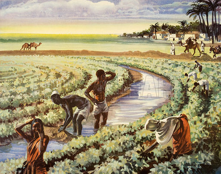 Growing Cotton in Sudan (Original Macmillan Poster) (Print) by Mac Tatchell at The Illustration Art Gallery